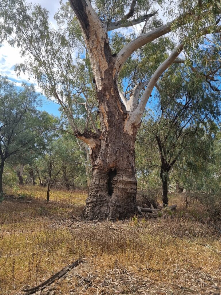 Scar Tree Darling River